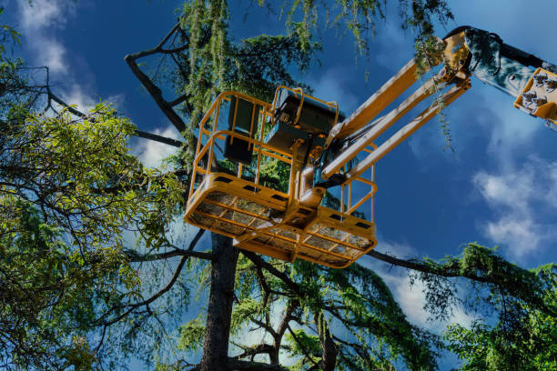  La Conner, WA Tree Removal and Landscaping Services Pros